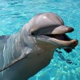 Working with Dolphins in Bermuda
