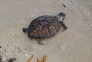 volunteer work with wildlife photo