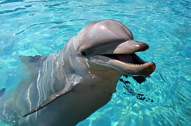 Dolphin Training Photo Work withDolphins in Bermuda