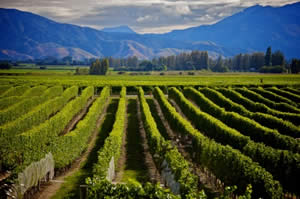 new zealand vineyard work photo