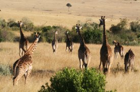 Kenya giraffes photo